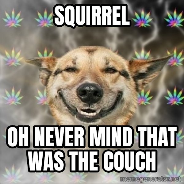 Stoner Dog meme: SQUIRREL / oh NEVER MIND that was the couch