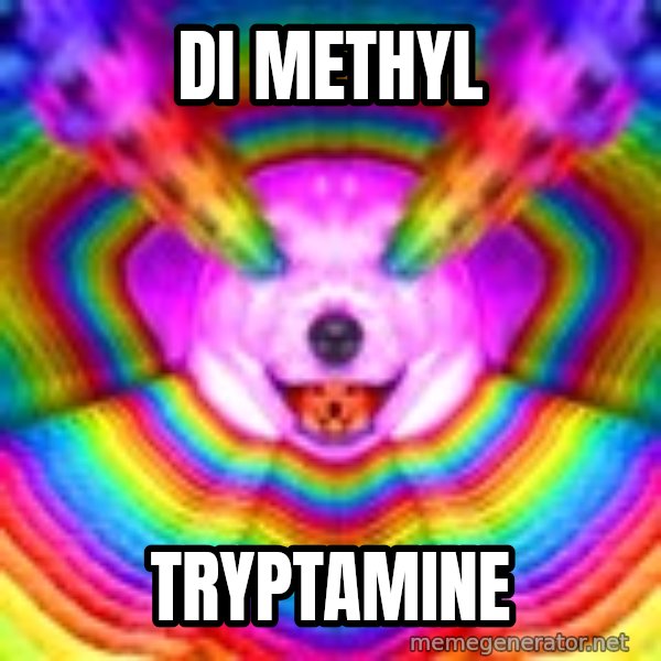 Final Advice Dog meme: DI METHYL / TRYPTAMINE
