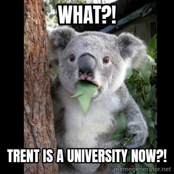 Koala can't believe it meme: What?! / Trent is a University now?!