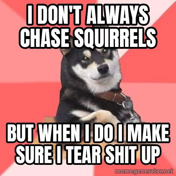 Cool Dog meme: i don't always chase squirrels / but when i do i make sure i tear shit up