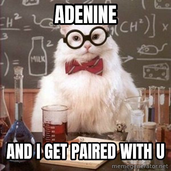 Chemistry Cat meme: Adenine / and i get paired with u
