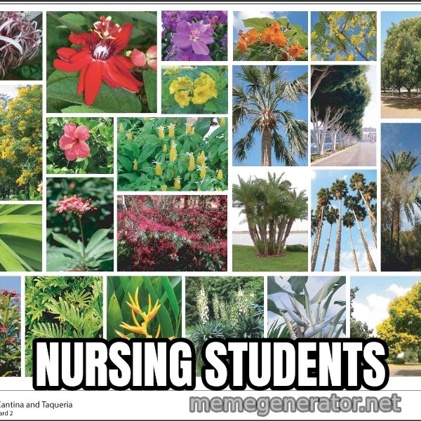imageboard meme: Nursing students