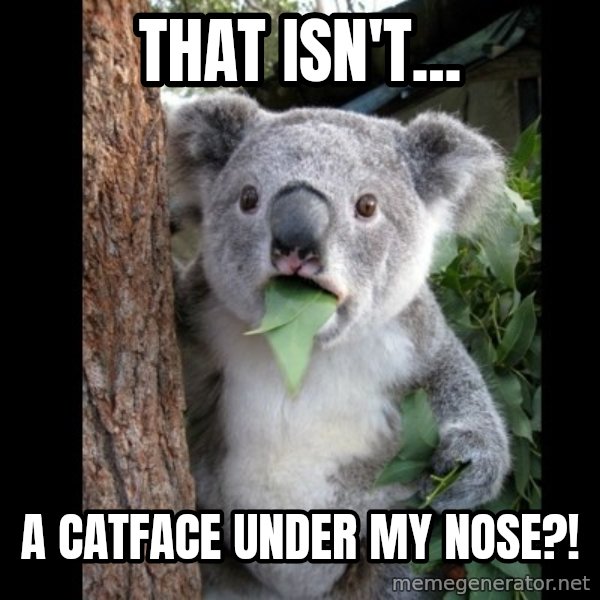 Koala can't believe it meme: that isn't... / a catface under my nose?!