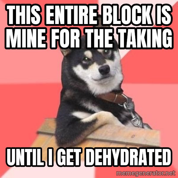 Cool Dog meme: this entire block is mine for the taking / until i get dehydrated