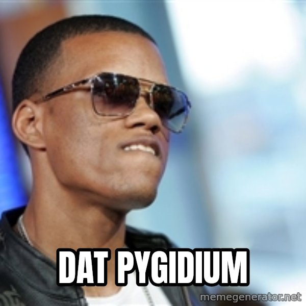 Dat Ass meme: DAT PYGIDIUM