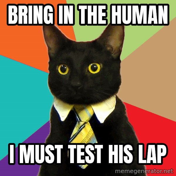 Business Cat meme: Bring in the human / I must test his lap