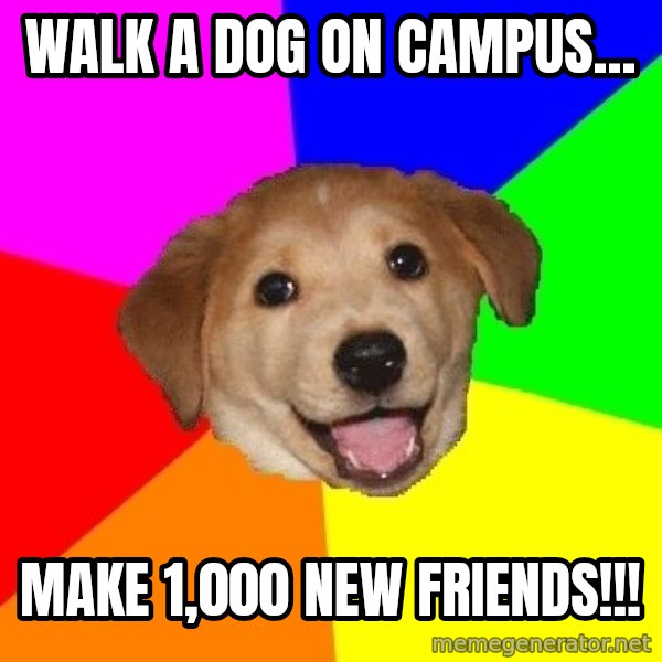 Advice Dog meme: WAlk a dog on campus... / Make 1,000 new friends!!!