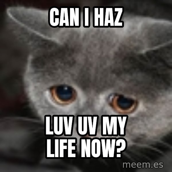 sad cat meme: can i haz / luv uv my life now?