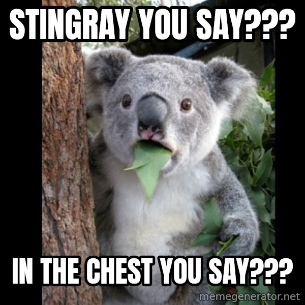 Koala can't believe it meme: stingray you say??? / in the chest you say???