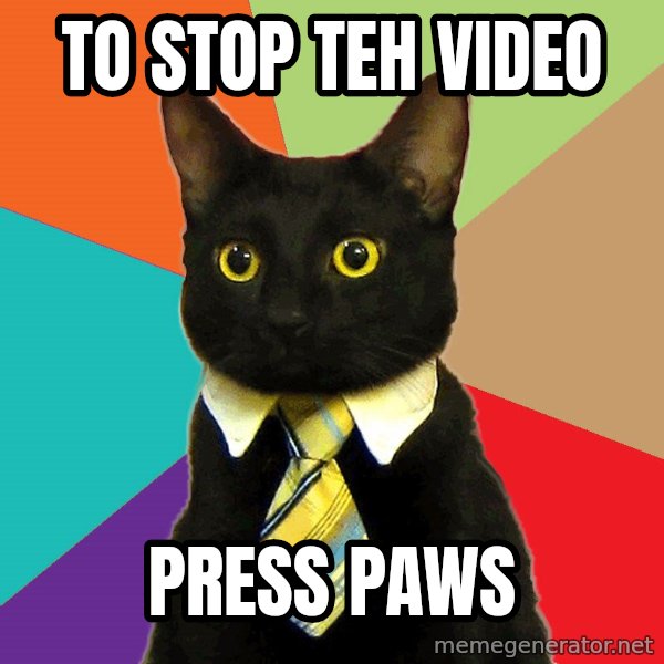 Business Cat meme: to stop teh video / press paws
