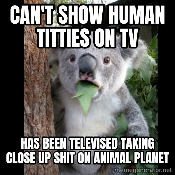 Koala can't believe it meme: can't show human titties on tv / Has been televised taking close up shit on animal planet