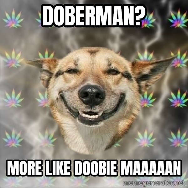 Stoner Dog meme: Doberman? / More like Doobie maaaaan
