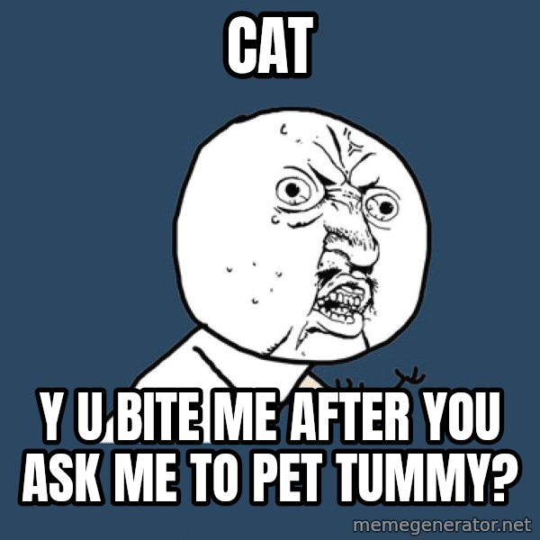 Y U No meme: cat / y u bite me after you ask me to pet tummy?