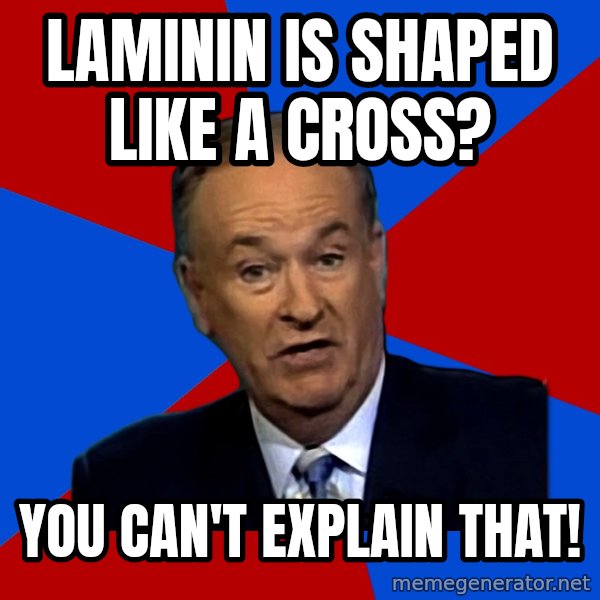 Bill O'Reilly Proves God meme: laminin is shaped like a cross? / you can't explain that!