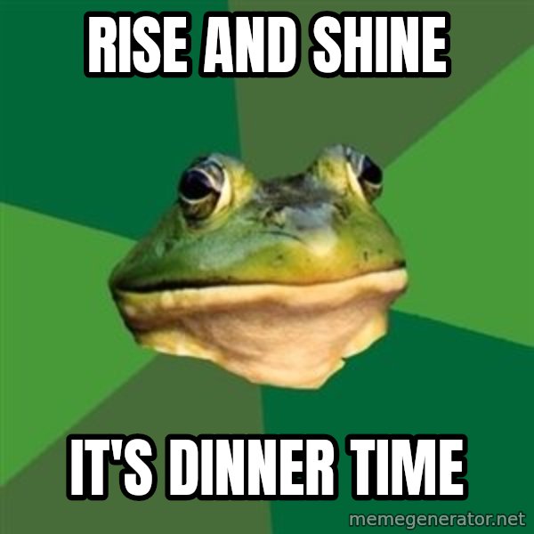 Foul Bachelor Frog meme: rise and shine / it's dinner time