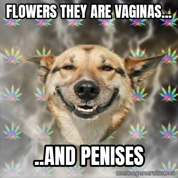 Stoner Dog meme: flowers they are vaginas... / ..and penises