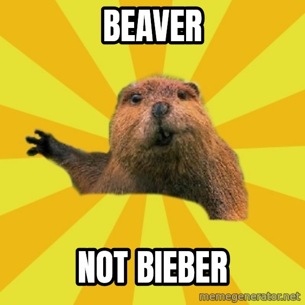 grumpy beaver meme: Beaver / Not Bieber