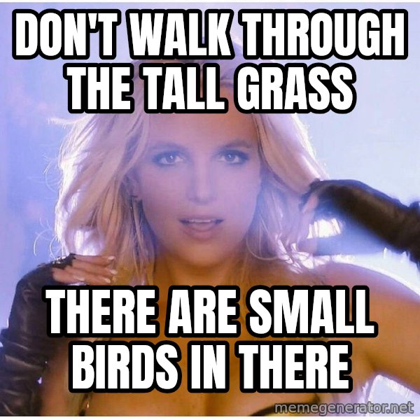 Professor Oak meme: DON'T WALK THROUgh the tall grass / there are small birds in there