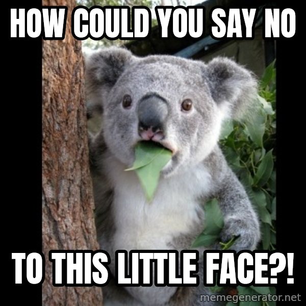 Koala can't believe it meme: How could you say no / to this little face?!