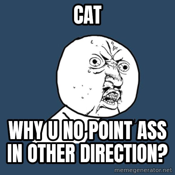 Y U No meme: cat / why u no point ass in other direction?