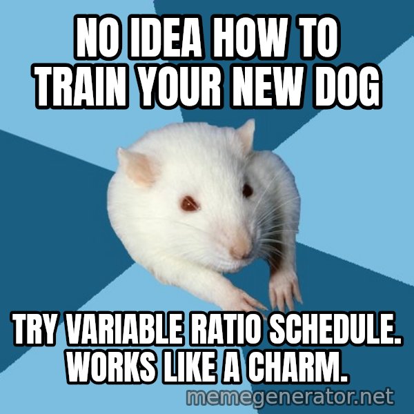 Psychology Major Rat meme: no idea how to train your new dog / try variable ratio schedule. works like a charm.