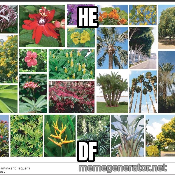 imageboard meme: HE / DF