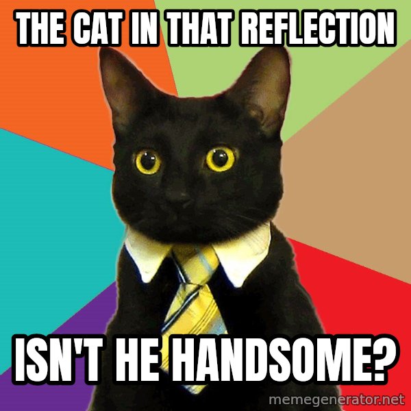 Business Cat meme: The cat in that reflection / isn't he handsome?