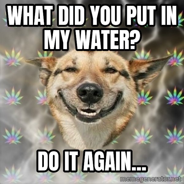 Stoner Dog meme: What did you put in my water? / Do it again...