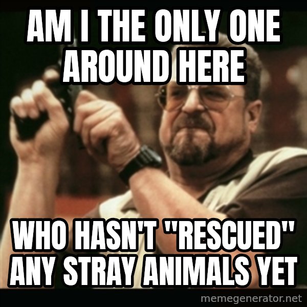 am i the only one around here meme: Am i the only one around here / who hasn't "rescued" any stray animals yet