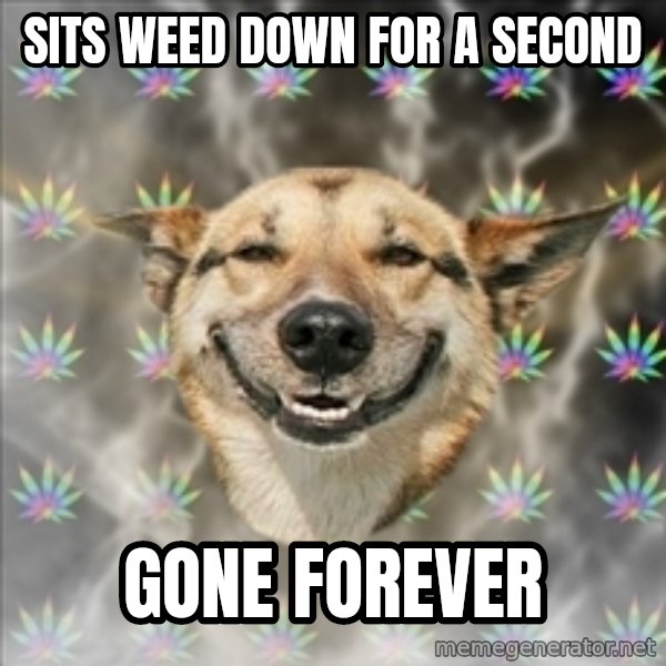 Original Stoner Dog meme: sits weed down for a second / gone forever
