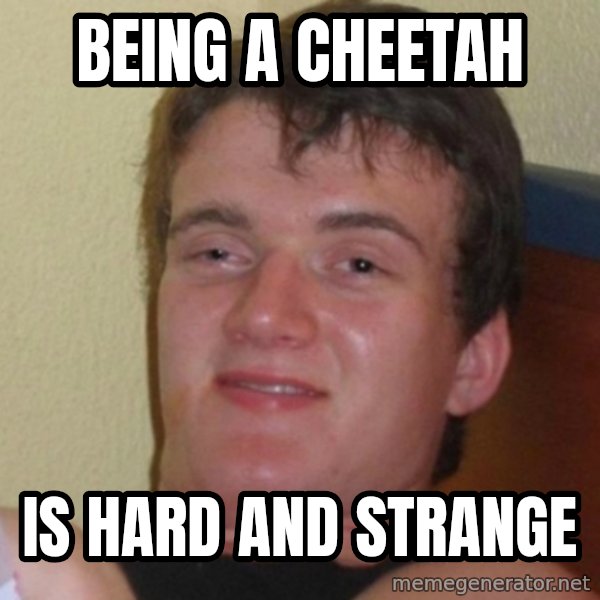 Really Stoned Guy meme: Being a cheetah / is hard and strange