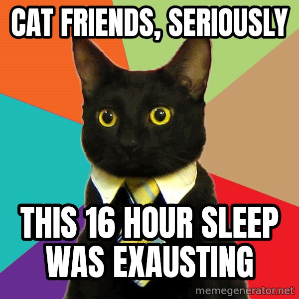 Business Cat meme: cat friends, seriously / this 16 hour sleep was exausting