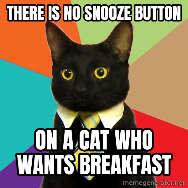 Business Cat meme: there is no snooze button / on a cat who wants breakfast
