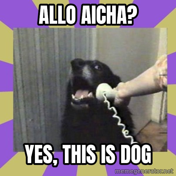 Yes, this is dog! meme: Allo aicha? / YES, THIS IS DOG
