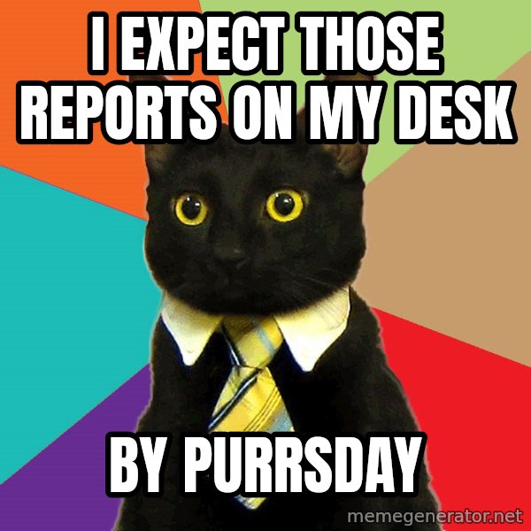 Business Cat meme: i expect those reports on my desk / by purrsday
