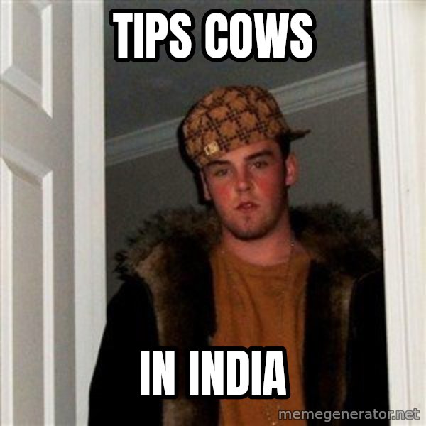 Scumbag Steve meme: tips cows / in india