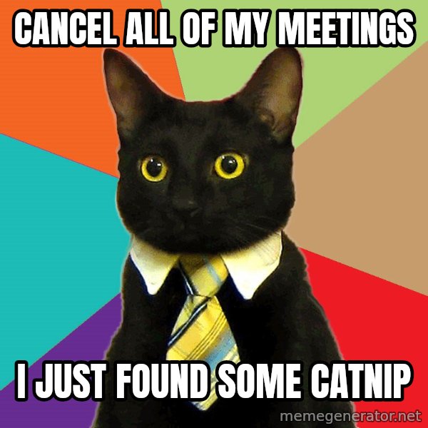 Business Cat meme: Cancel all of my meetings / I just found some catnip