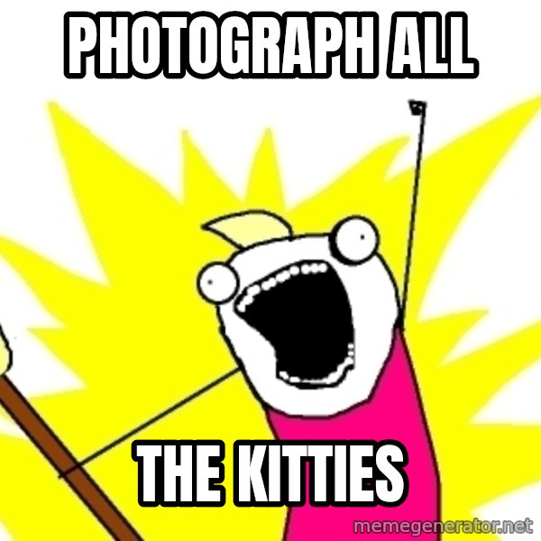 X ALL THE THINGS meme: Photograph all / the kitties