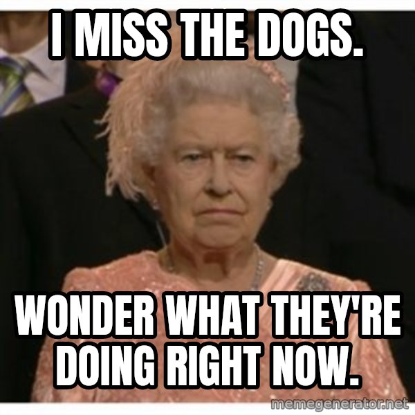 Unimpressed Queen meme: I miss the dogs. / Wonder what they're doing right now.