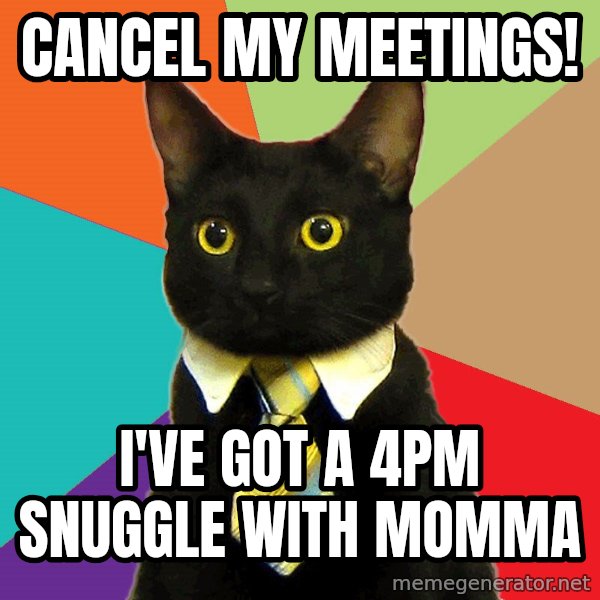 Business Cat meme: Cancel My Meetings! / I've got a 4pm snuggle with momma