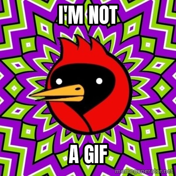 Omsk Crow meme: i'm not / a gif