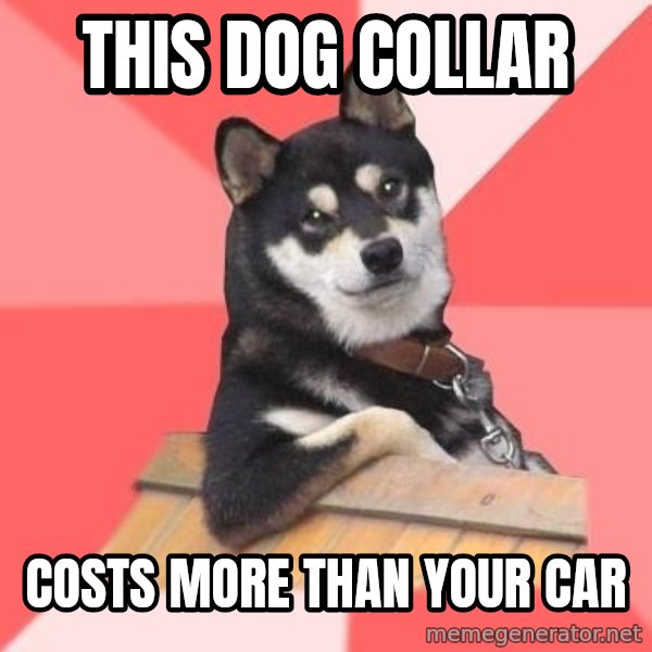 Cool Dog meme: THIS DOG COLLAR / COSTS MORE THAN YOUR CAR