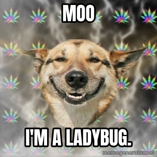 Stoner Dog meme: Moo / I'm a ladybug.