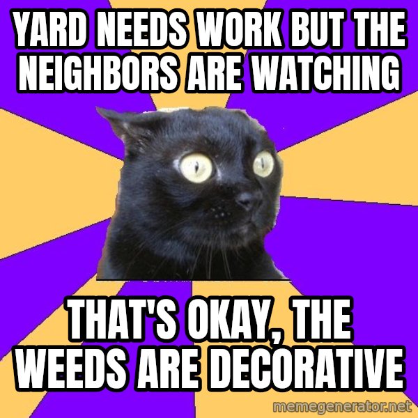 Anxiety Cat meme: yard needs work but the neighbors are watching / that's okay, the weeds are decorative