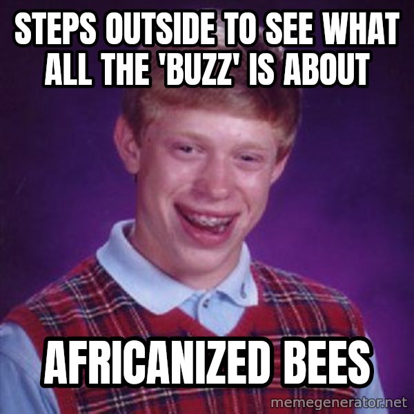 Bad Luck Brian meme: steps outside to see what all the 'buzz' is about / africanized bees