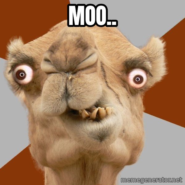 Crazy Camel lol meme: MOO..