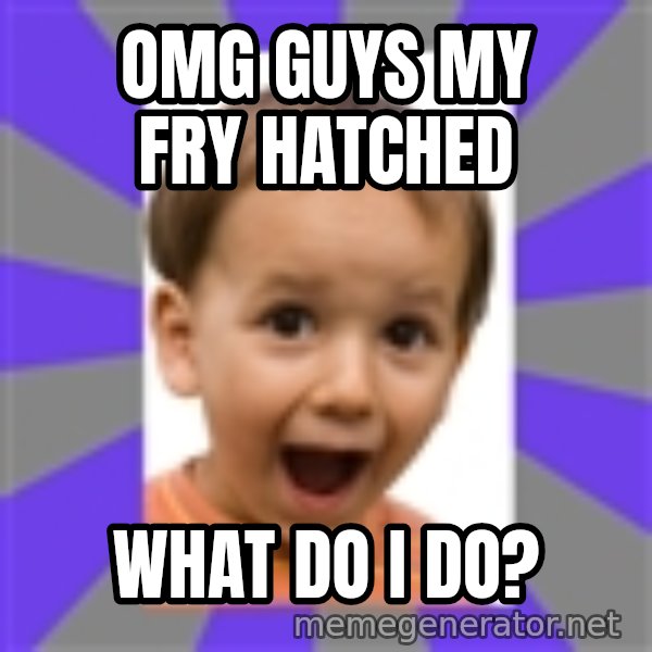 Excited meme: OMG GUYS MY FRY HATCHED / WHAT DO I DO?