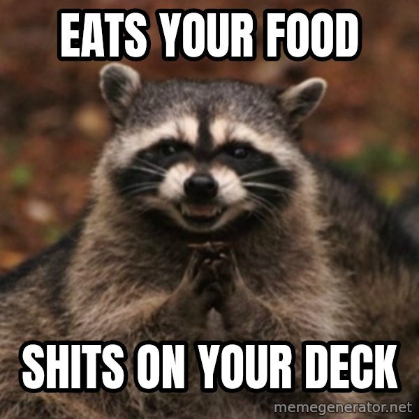 evil raccoon meme: eats your food / shits on your deck