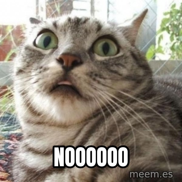 scared cat meme: noooooo