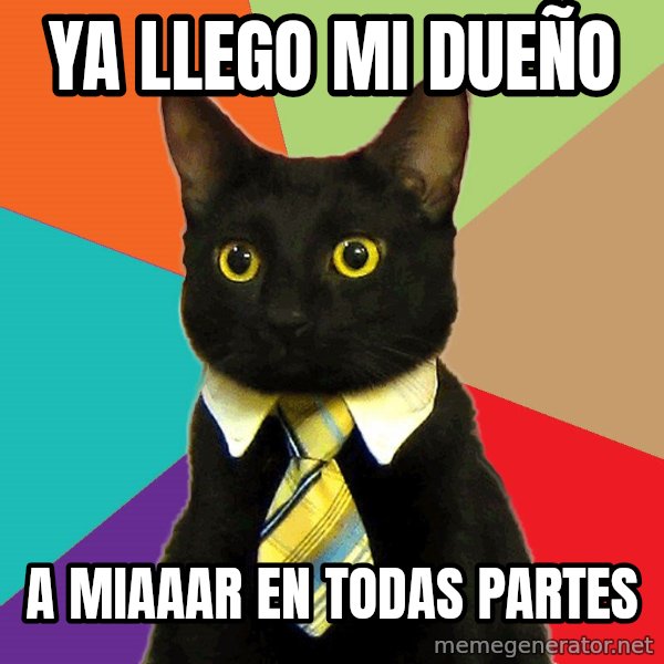 Business Cat meme: ya llego mi dueño / a miaaar en todas partes